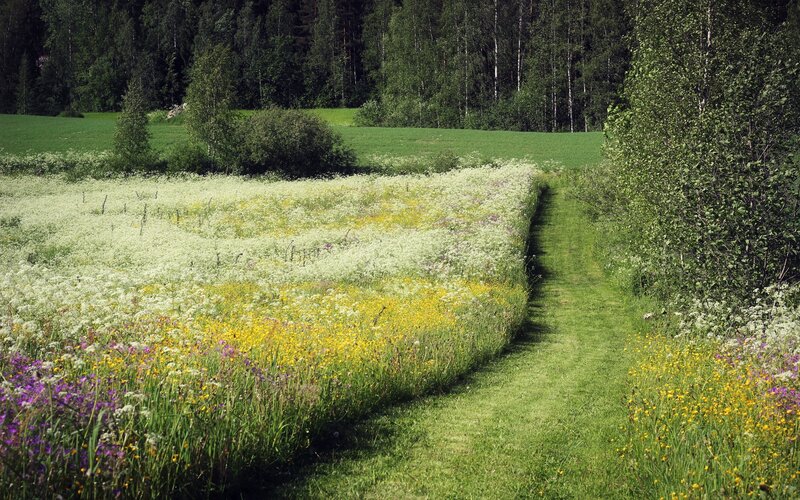 Flower meadow path