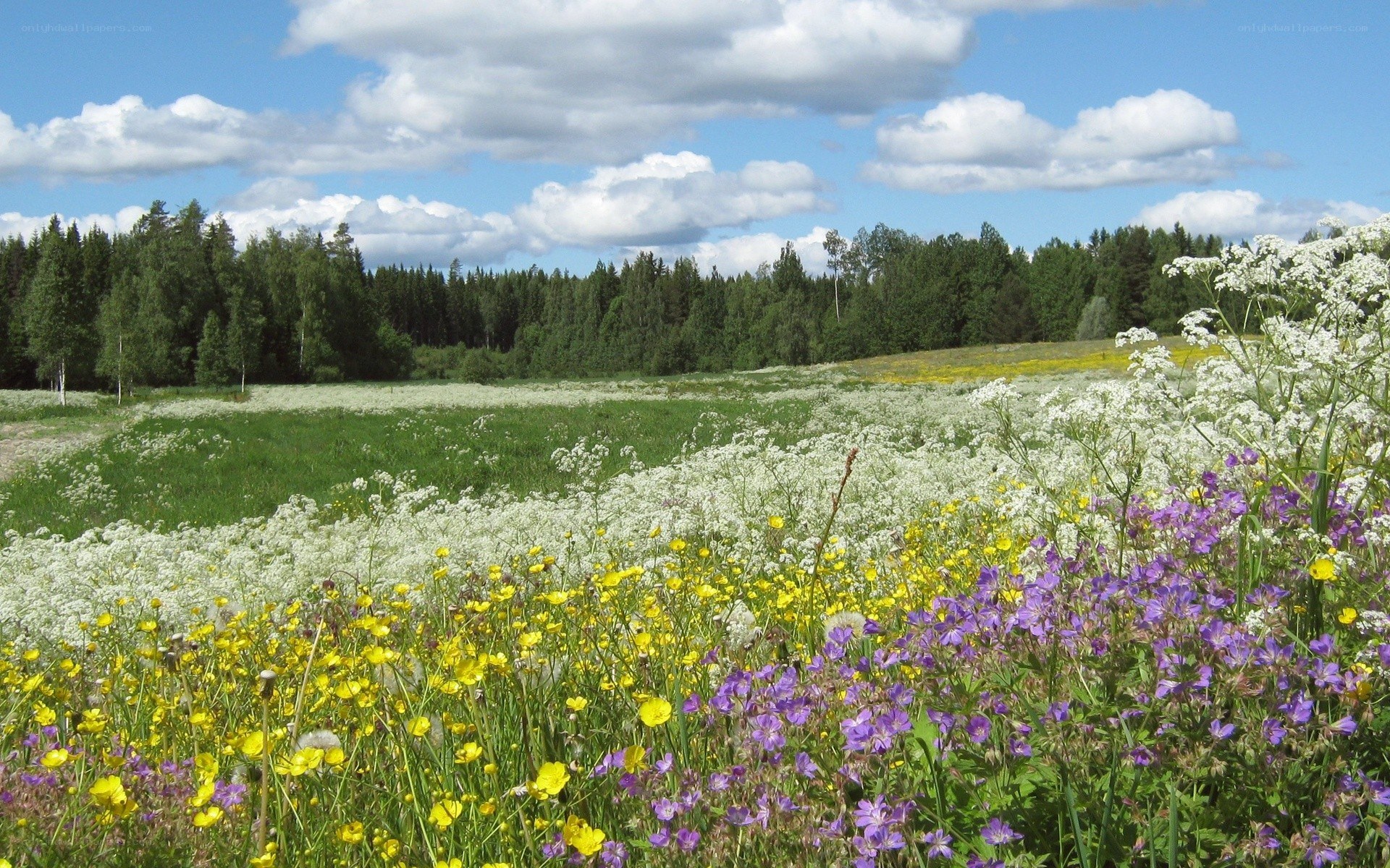 Flower meadow under blue sky