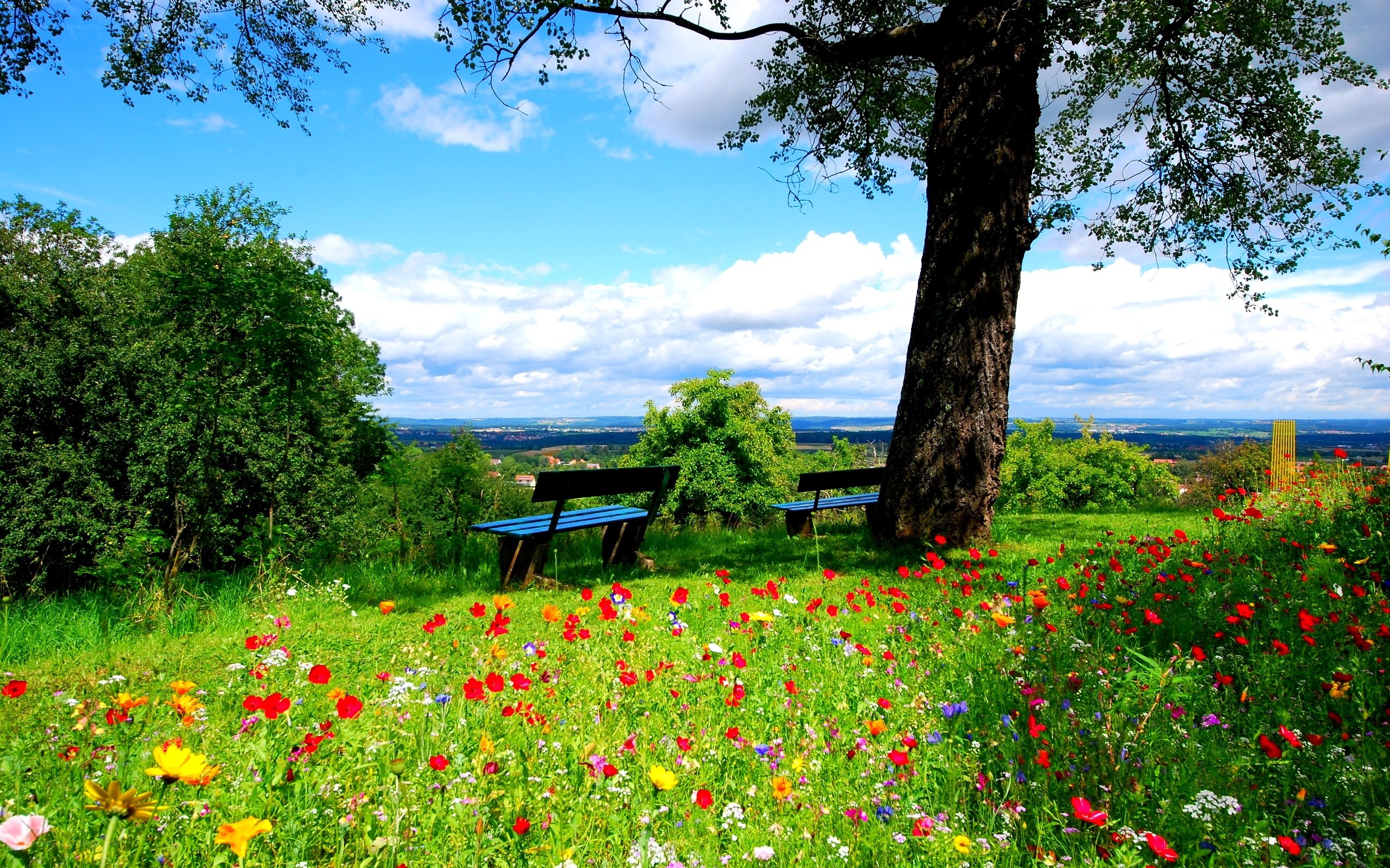 Flower meadow with benches