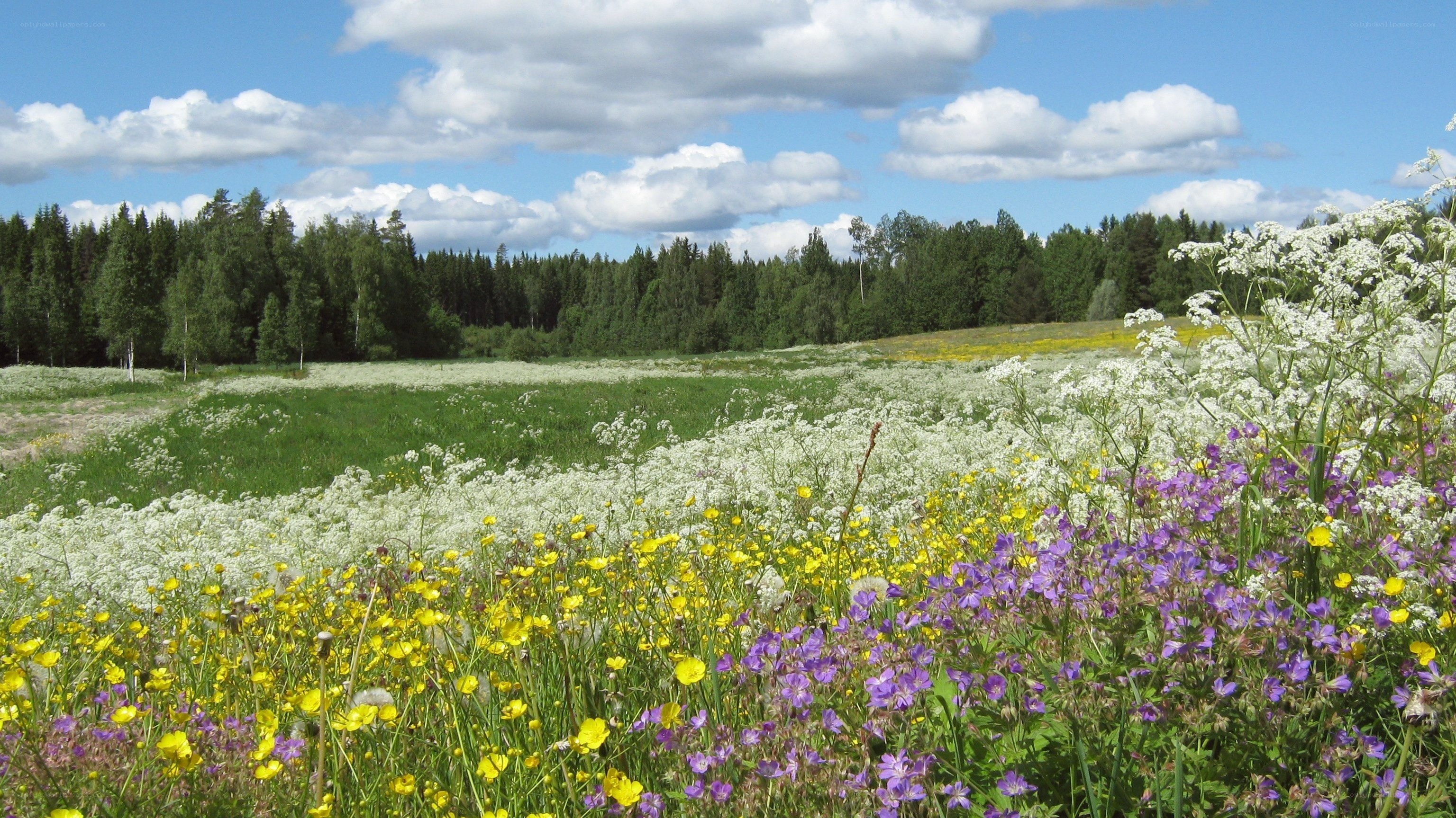 Flower meadow with forest