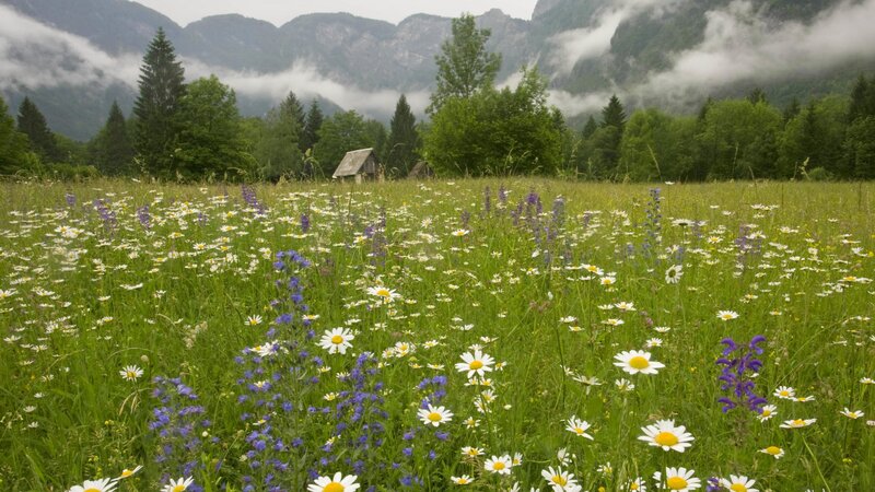 Flower meadow with mountains