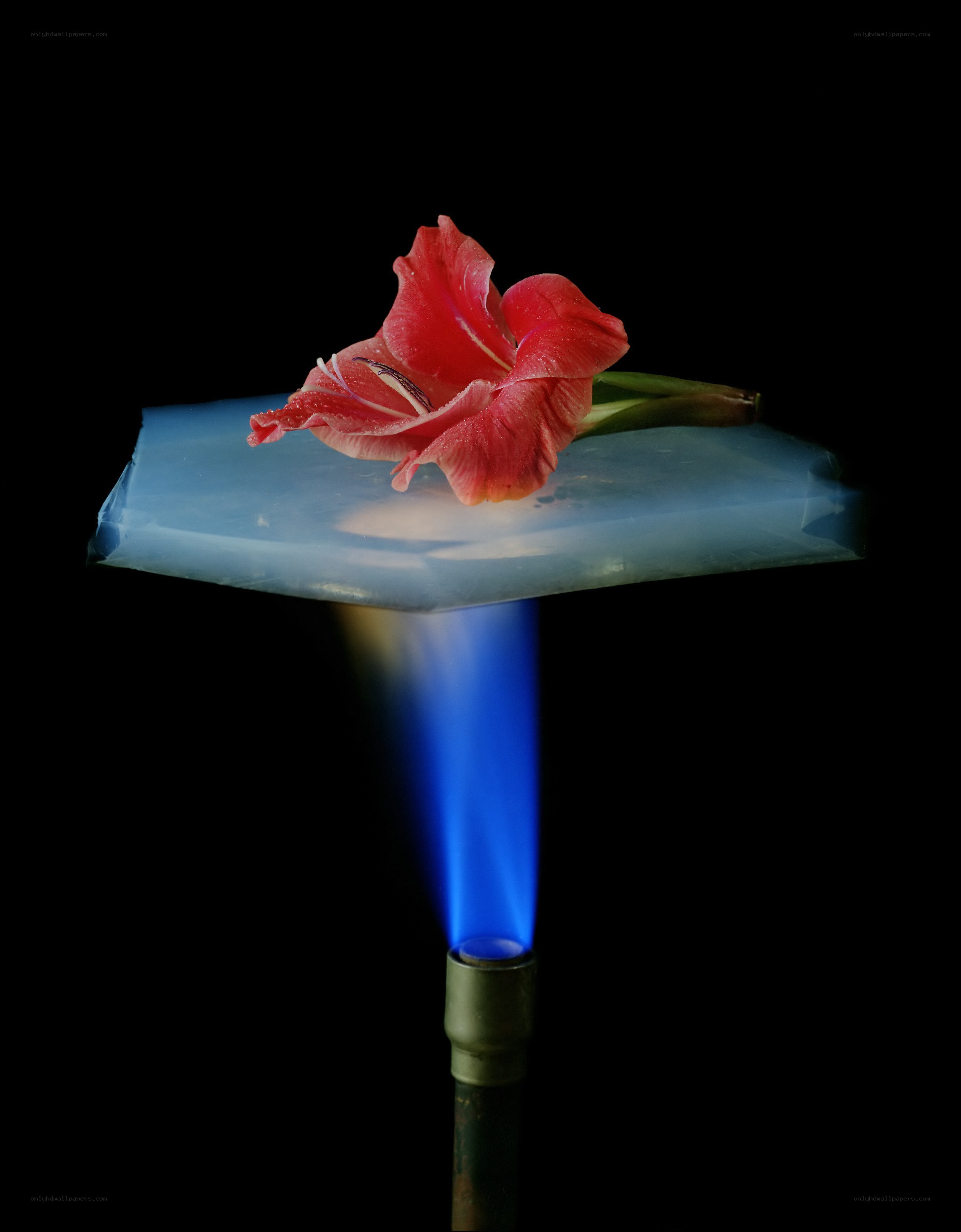 Flower on a glass plate
