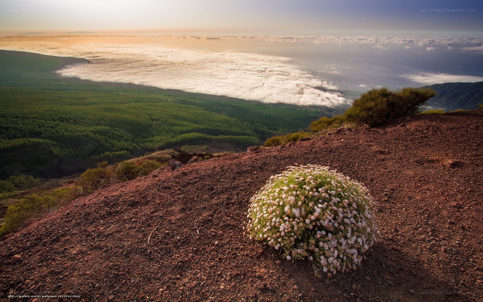 Flower on a volcanic hillside
