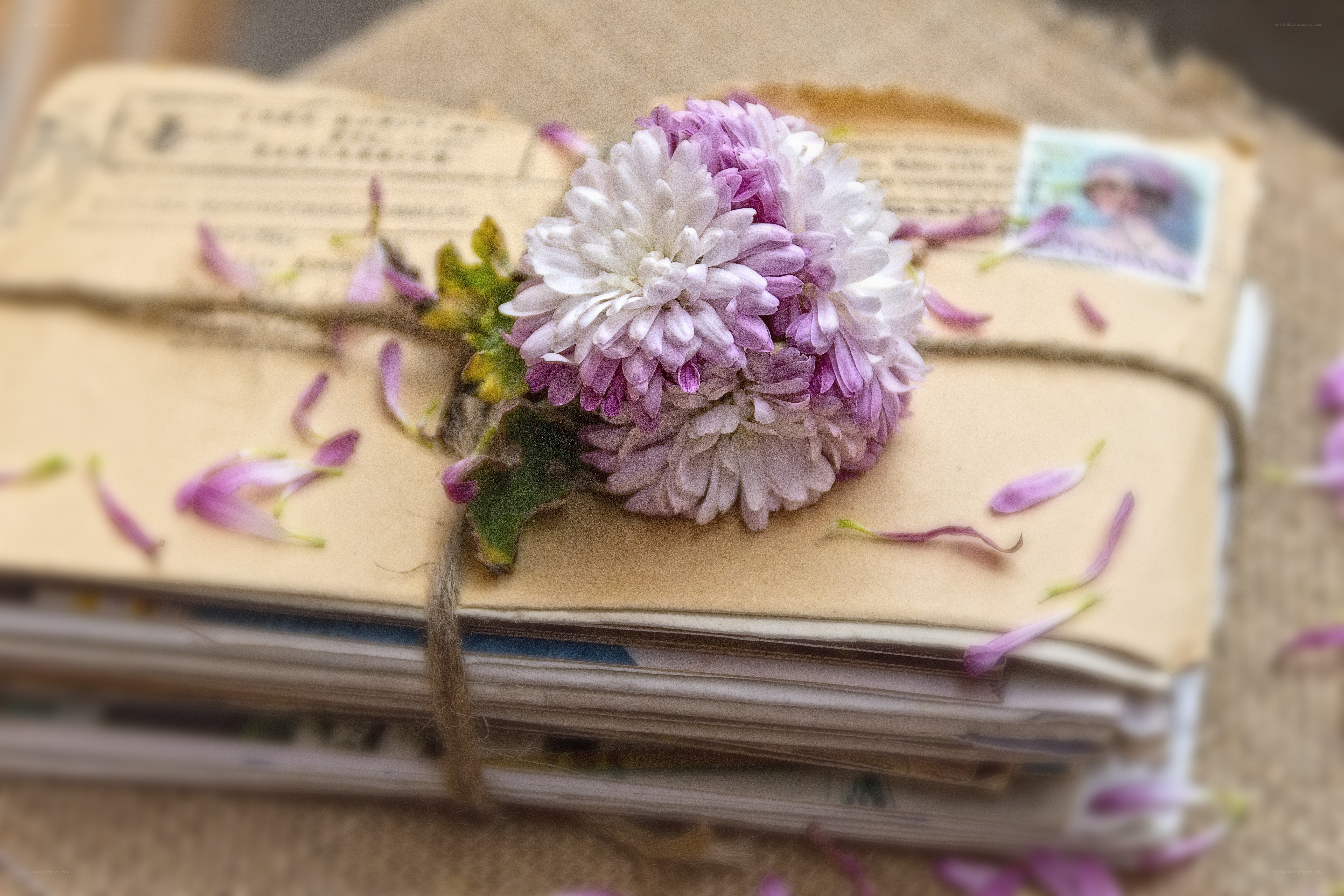 Flower on old letters