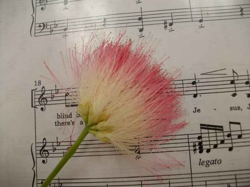 flower on sheet music