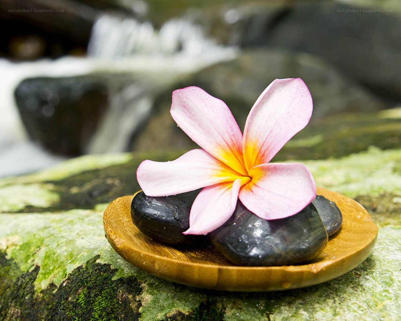 Flower on spa stones