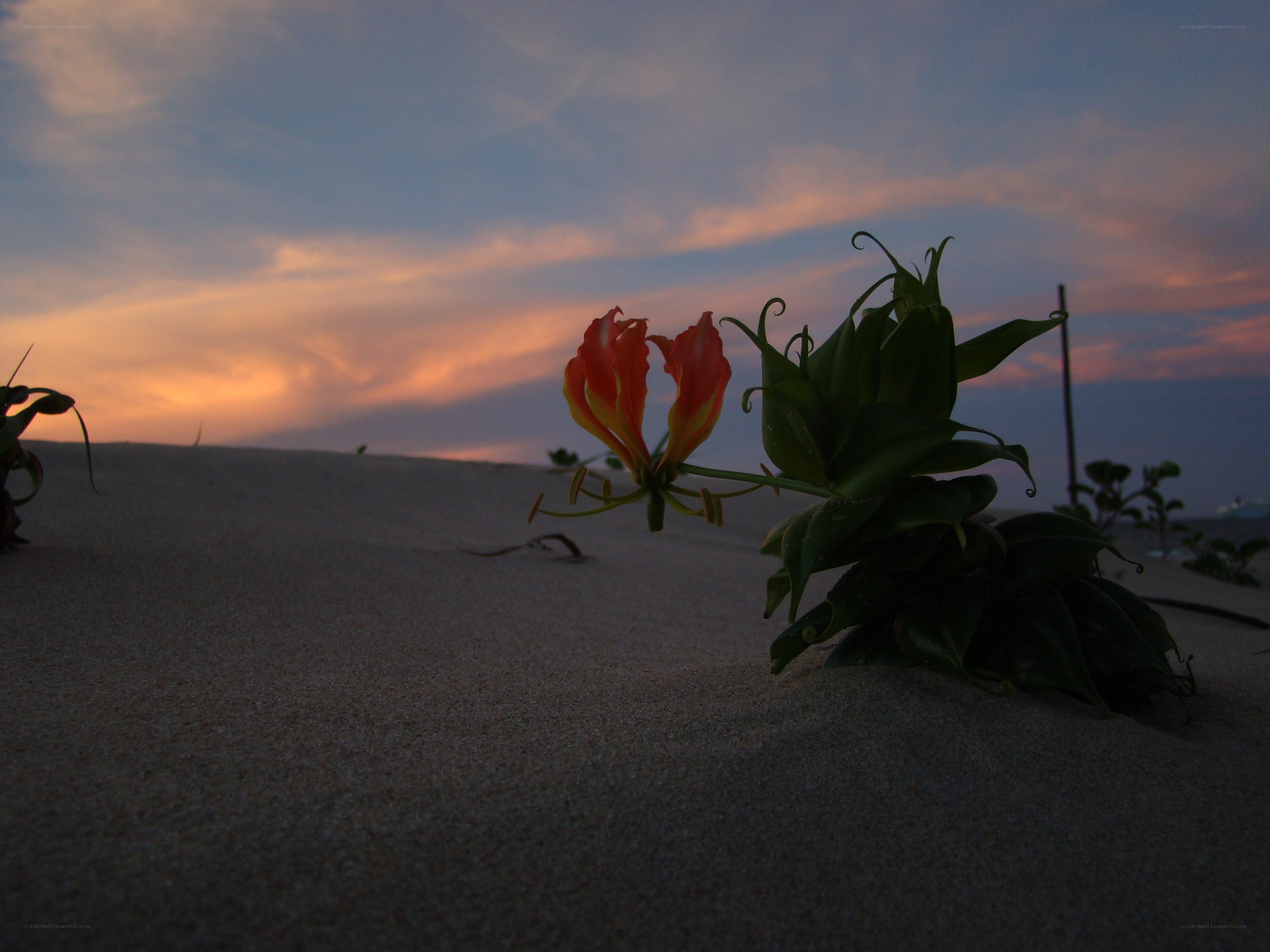 Flower on the sand at sunset