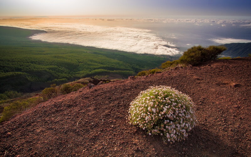 Flower on Volcanic Soil