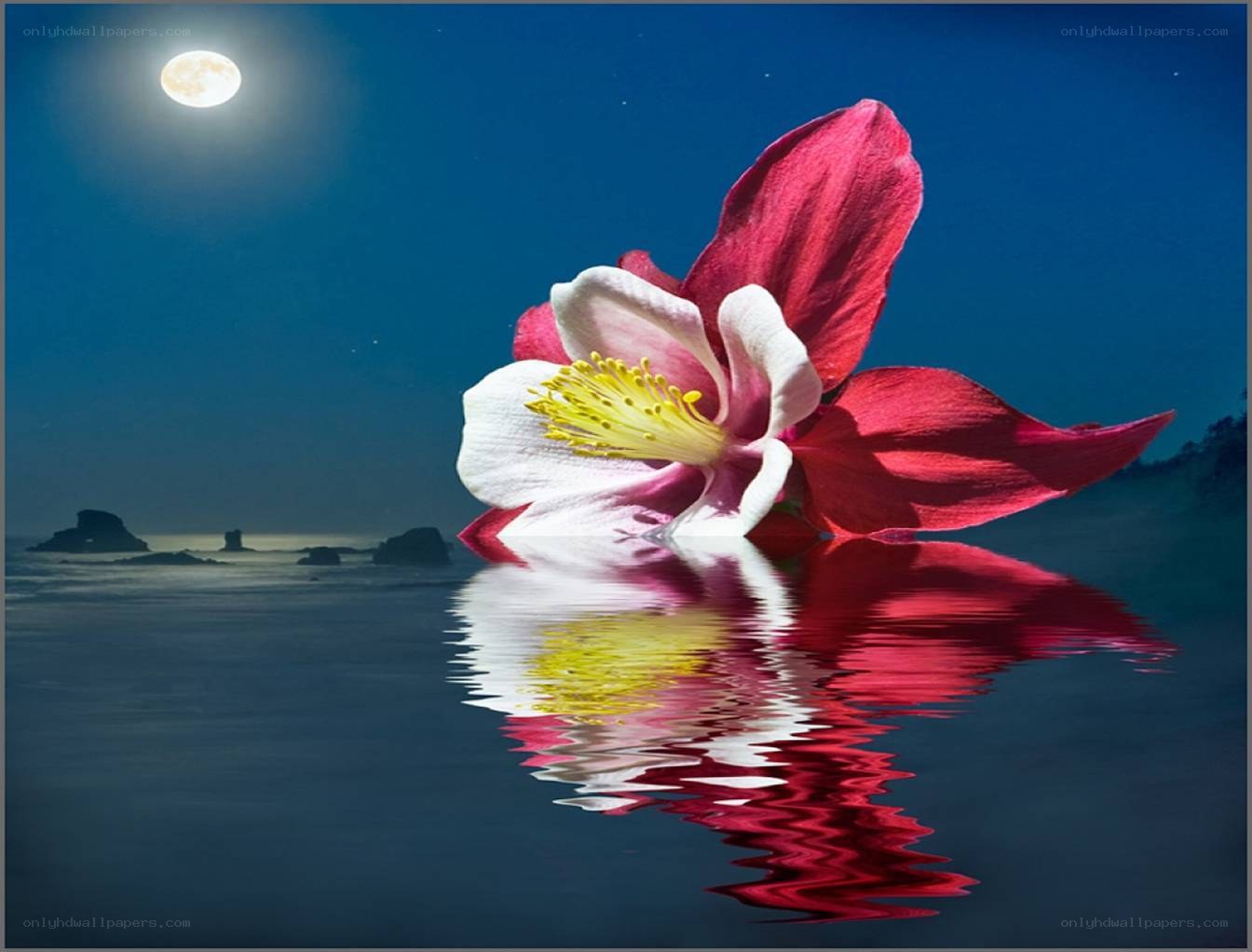 Flower on water under moonlight
