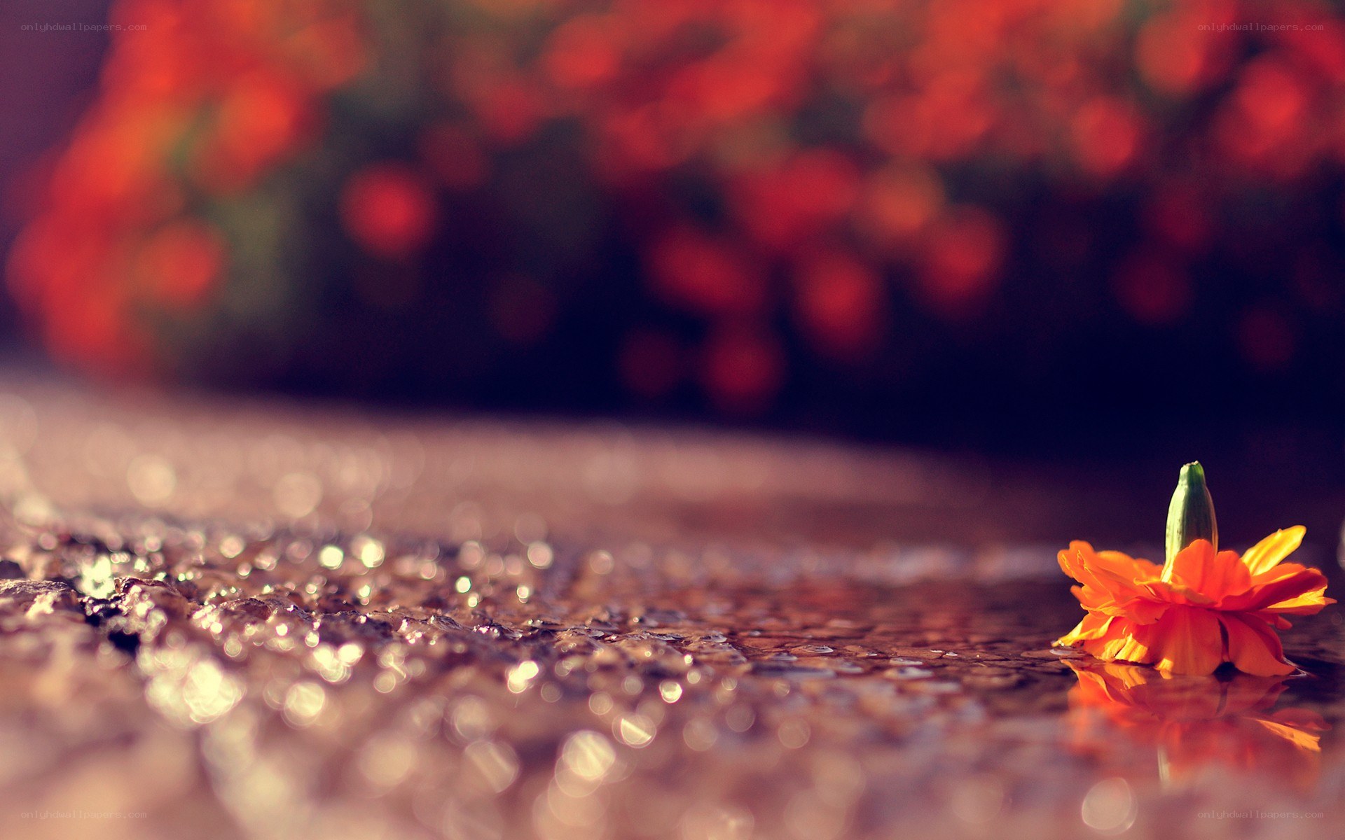 flower on wet ground