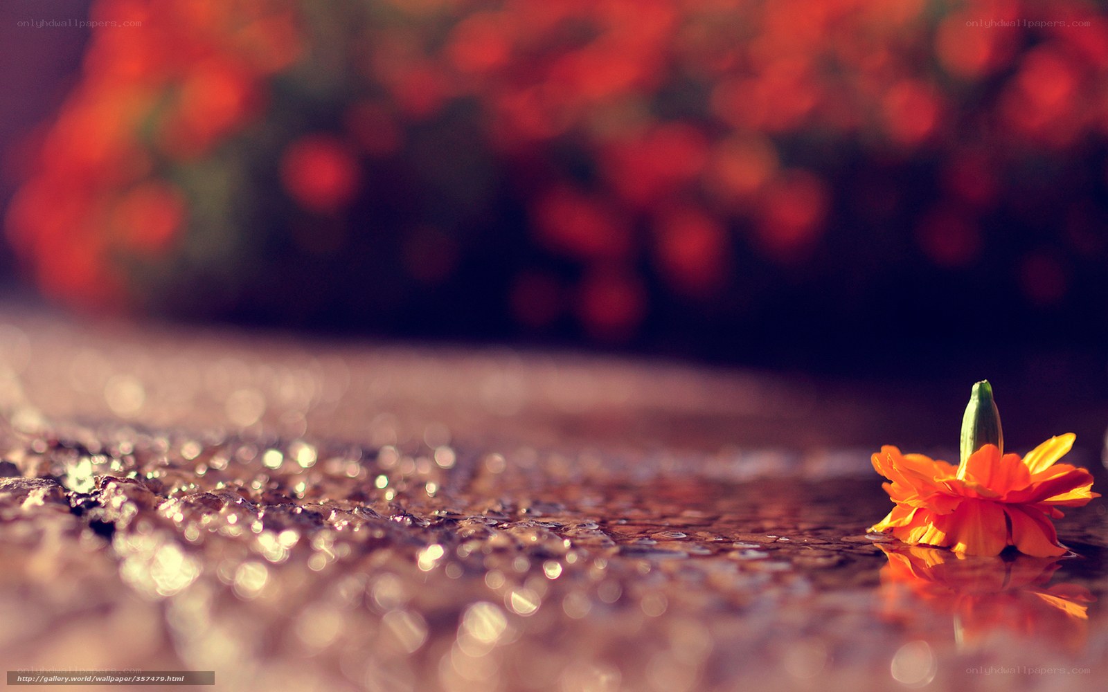 flower on wet pavement