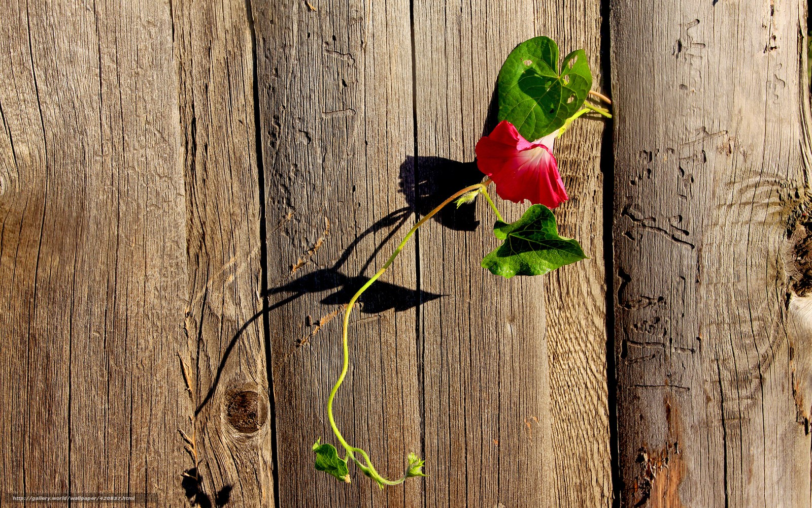 Flower on wooden surface