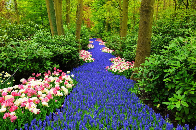 Flower Path in Forest — Blue