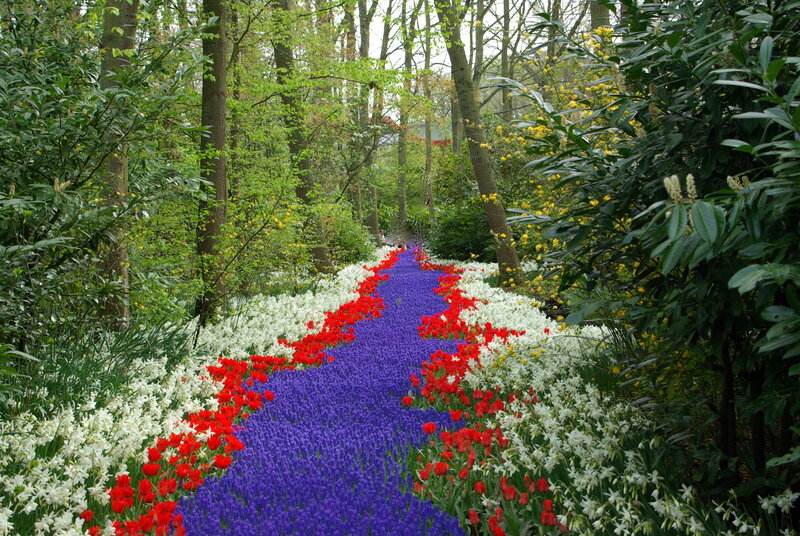 Flower Path in Forest — Purple