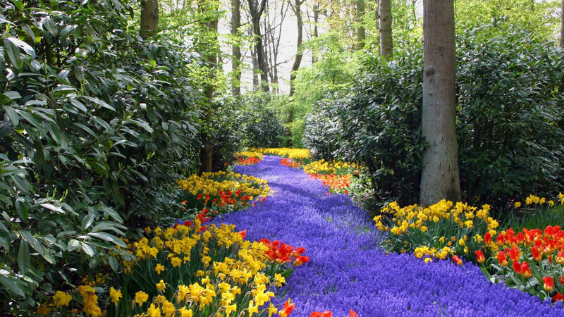 Flower Path in Forest