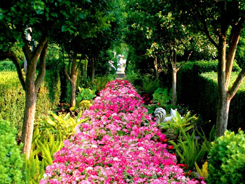 Flower Path in Garden — Pink