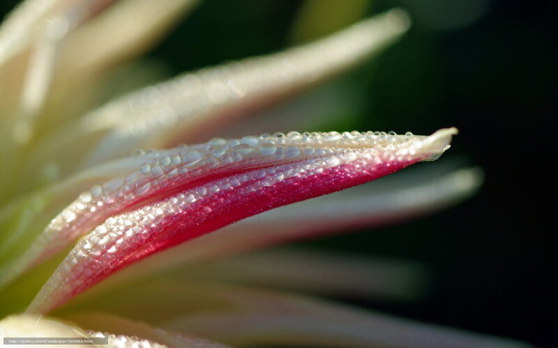 Flower Petal with Dew