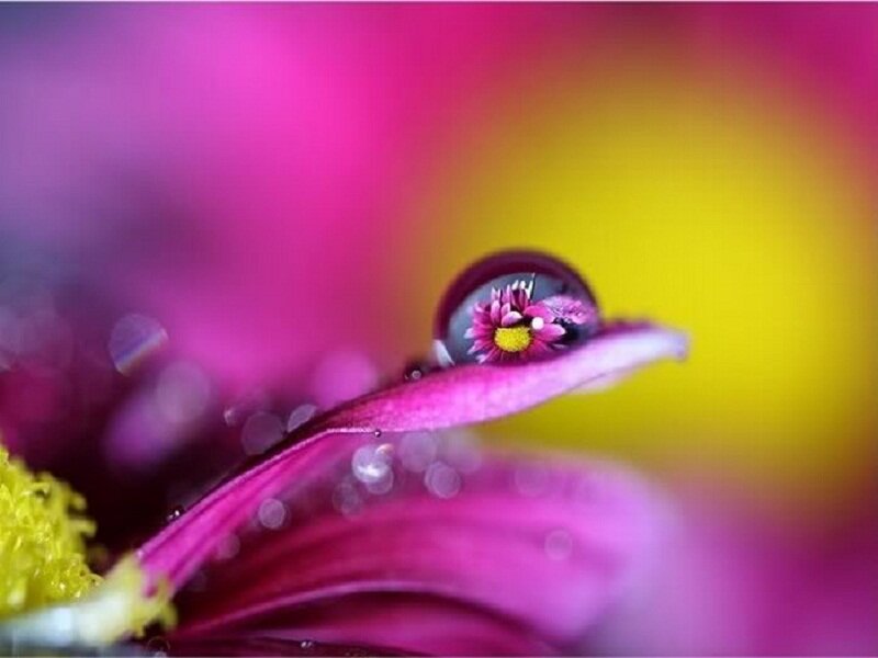 Flower Petal with Water Droplet — Pink