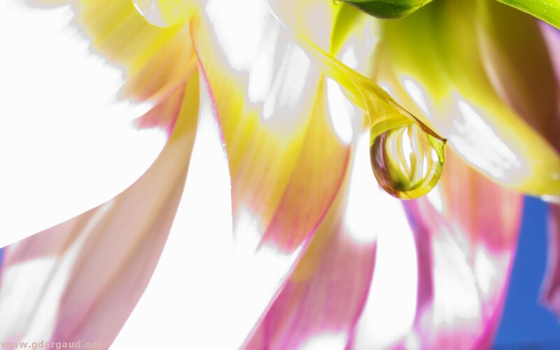 Flower Petal with Water Droplet
