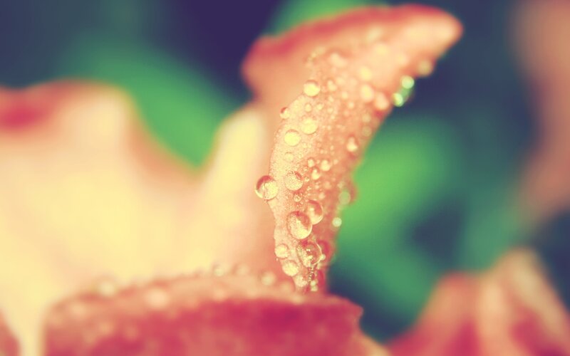 Flower Petal with Water Droplets — Pink