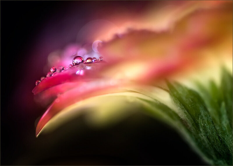 Flower Petal with Water Droplets