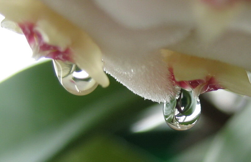 Flower Petal with Water Droplets — White