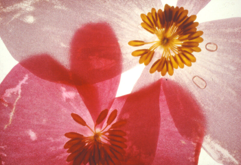 Flower Petals and Stamen