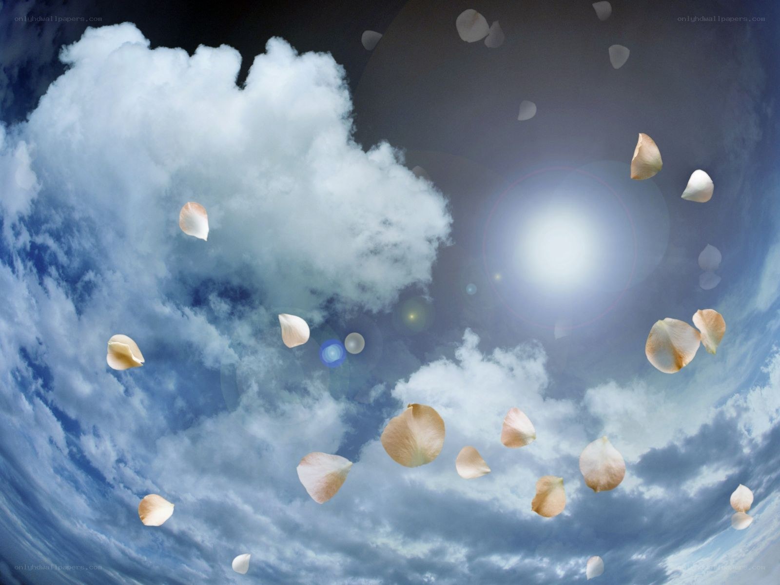flower petals floating in the sky