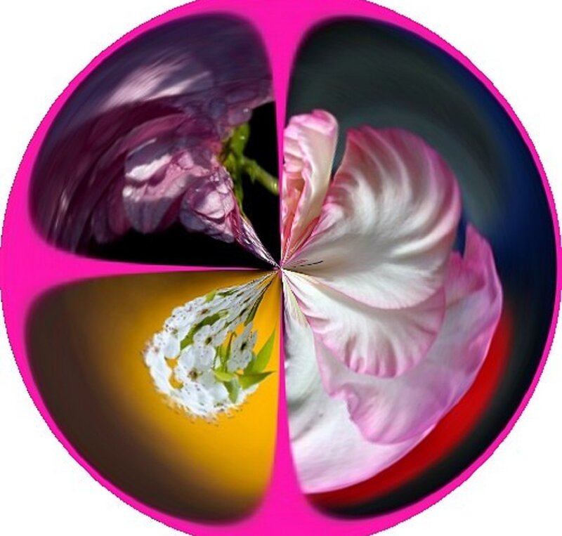 Flower Petals in Circle