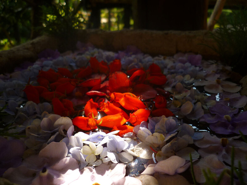 Flower Petals in Water