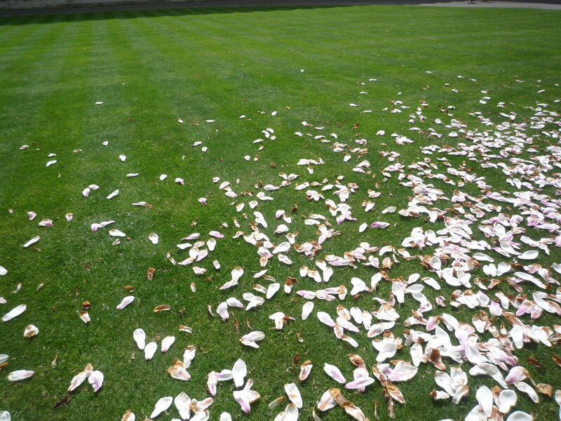 flower petals on a lawn