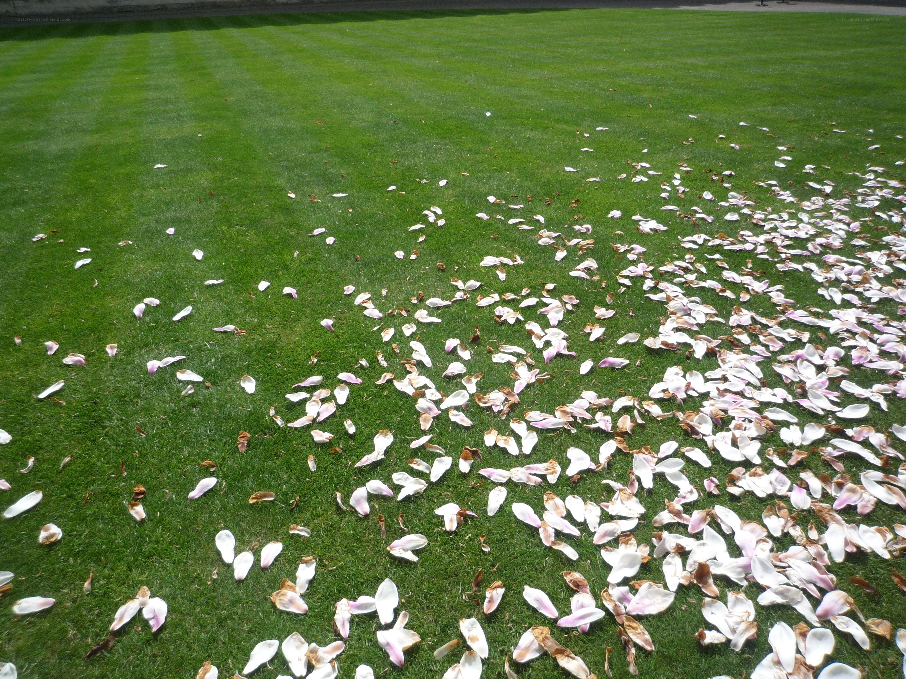 flower petals on a lawn