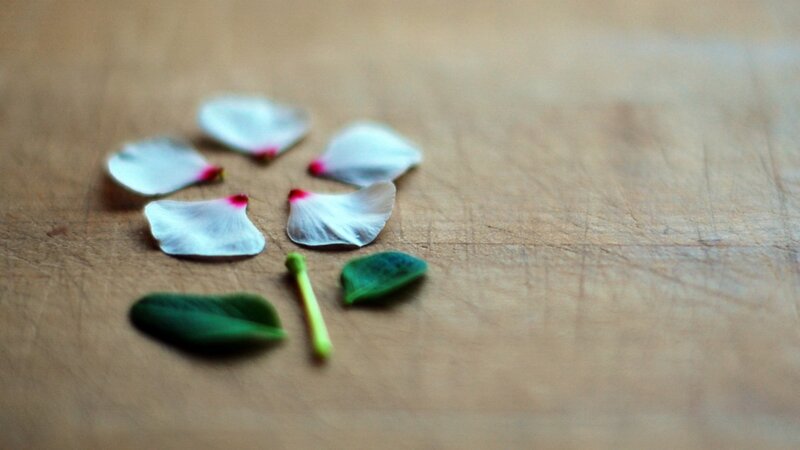 Flower Petals on Wood — White, Calm