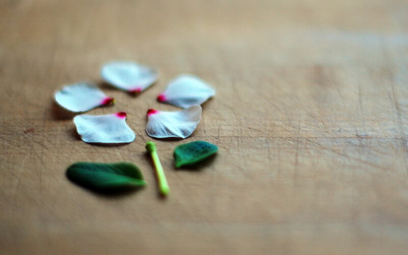 Flower Petals on Wood — White