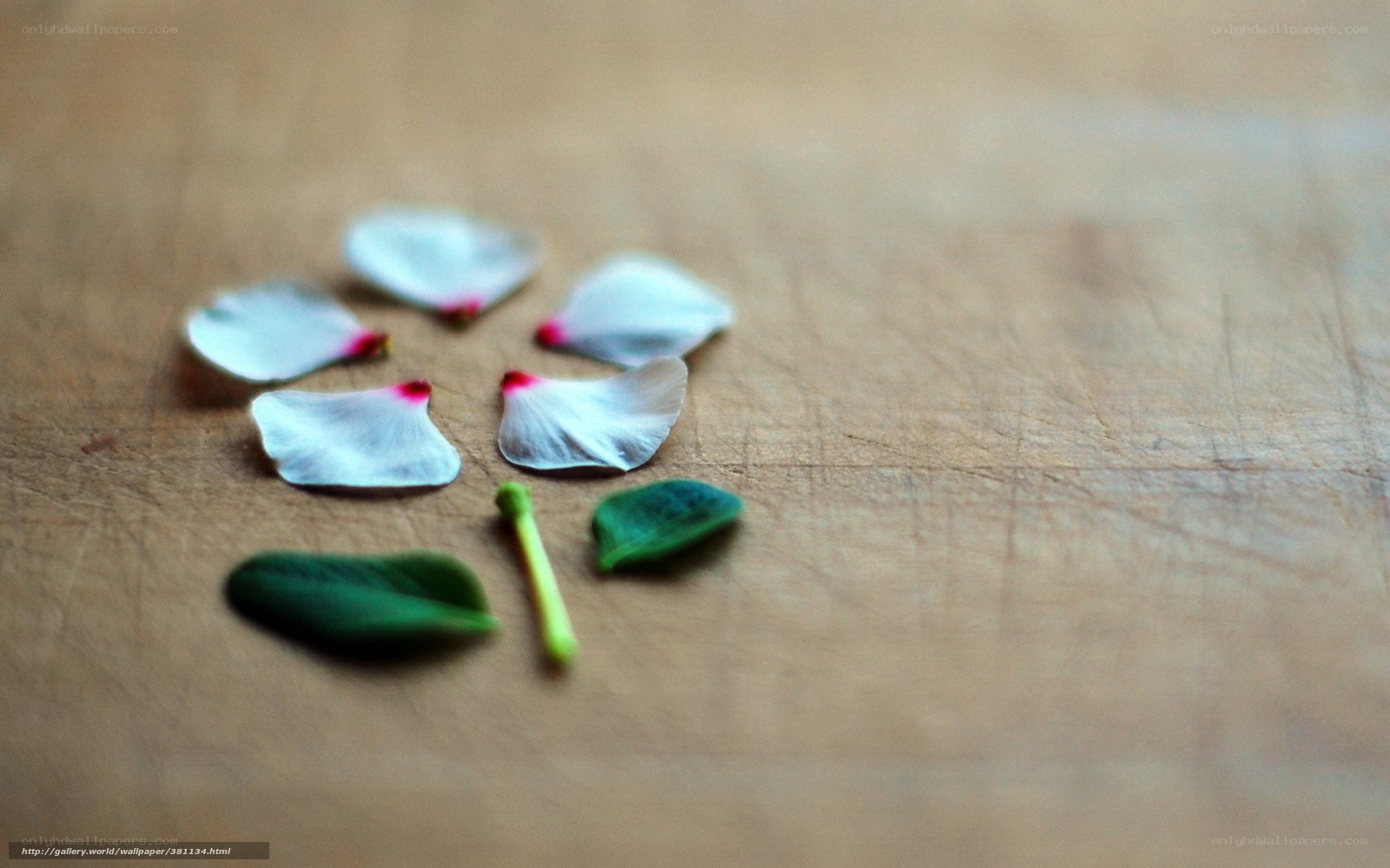 flower petals on wood