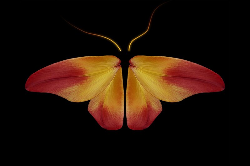 Flower Petals Shaped Like Butterfly