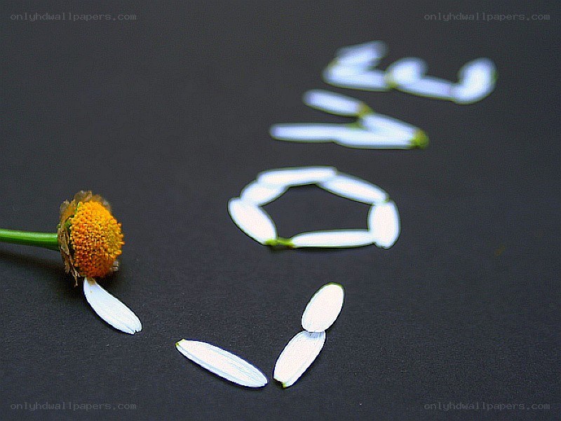 flower petals spelling love
