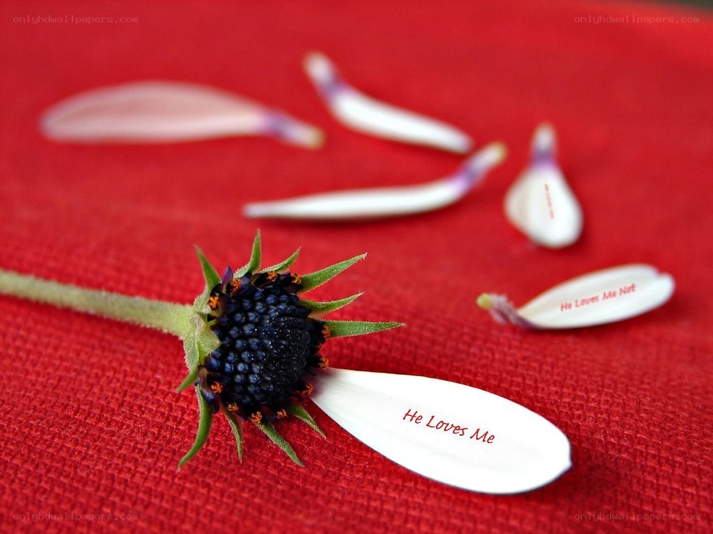 flower petals with text on red