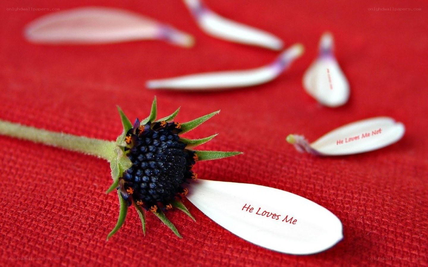 flower petals with text