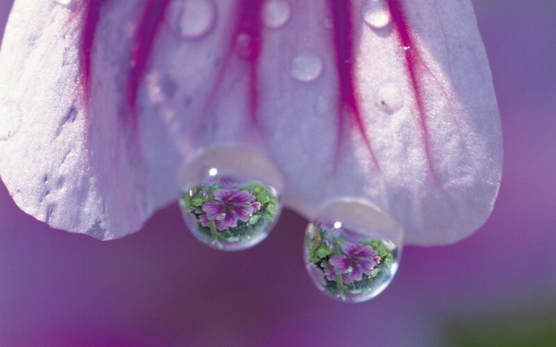 Flower Petals with Water Droplets — Purple, Serene, Photograph, Reflection