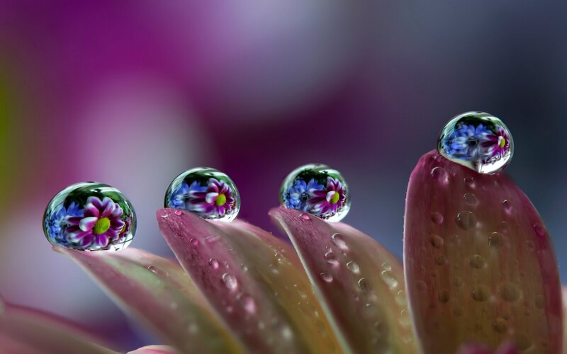 Flower Petals with Water Droplets — Purple, Serene, Photograph