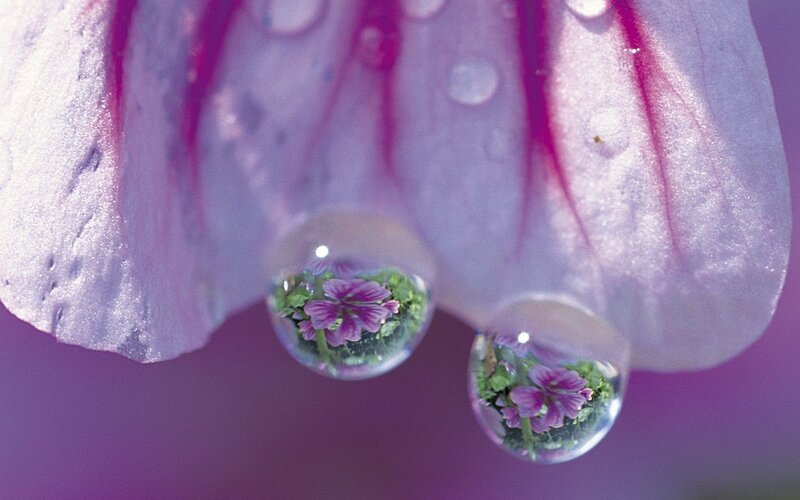 Flower Petals with Water Droplets — Purple, Serene