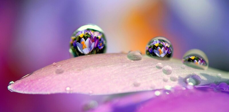 Flower Petals with Water Droplets — Purple