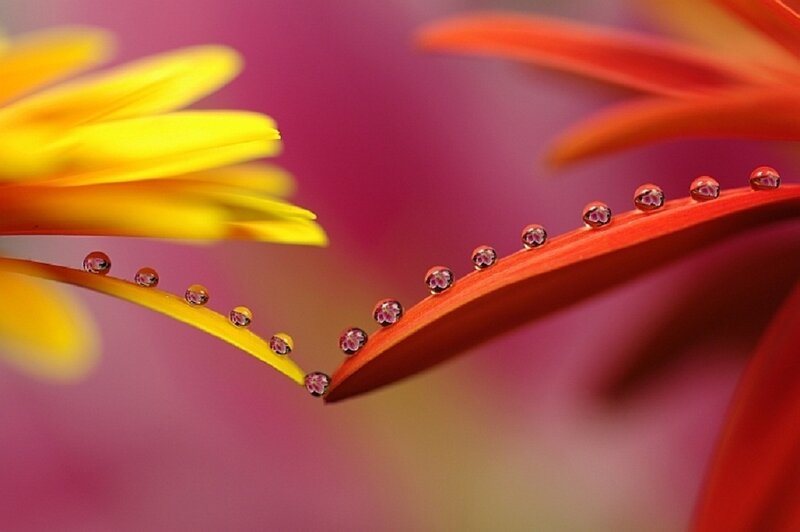 Flower Petals with Water Droplets