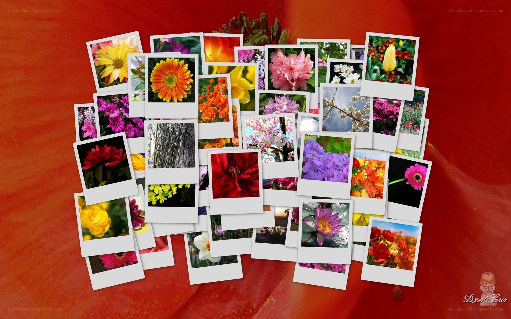 Flower photo collage