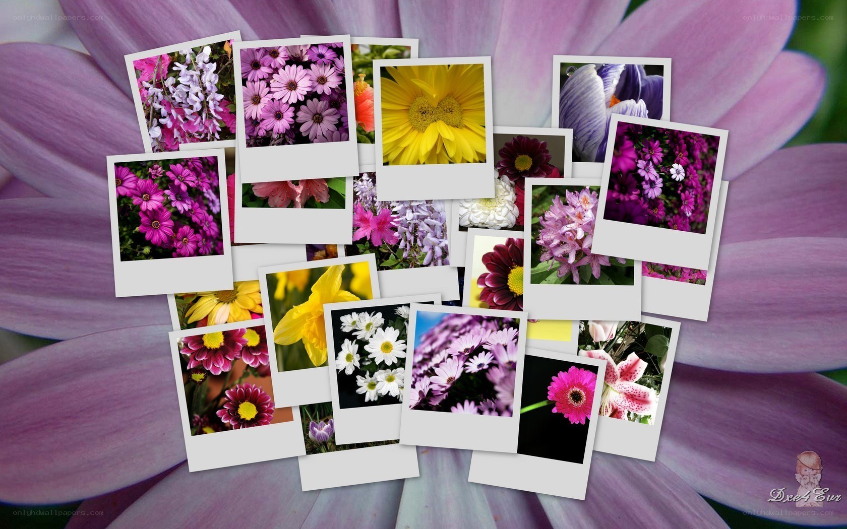 Flower photo collage on purple background
