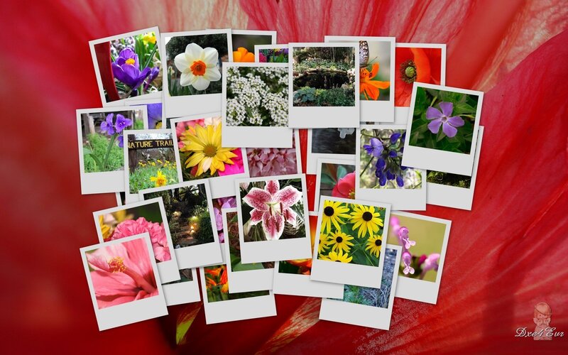 Flower photo collage