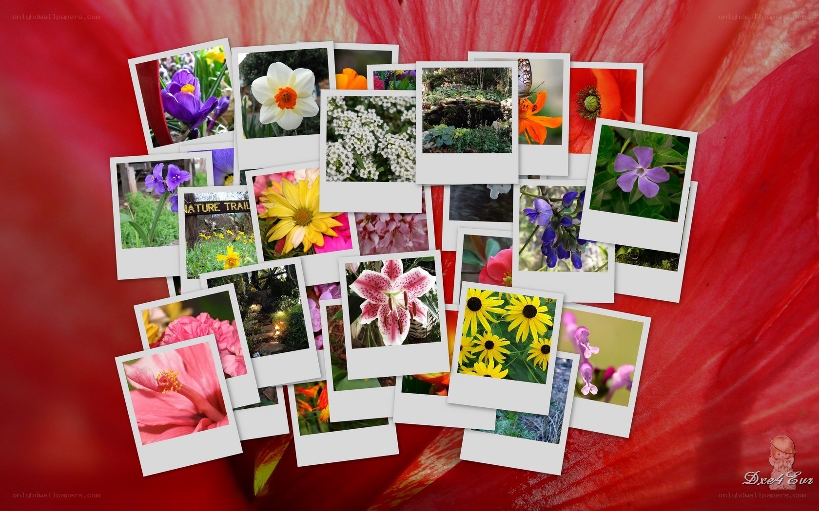 Flower photo collage