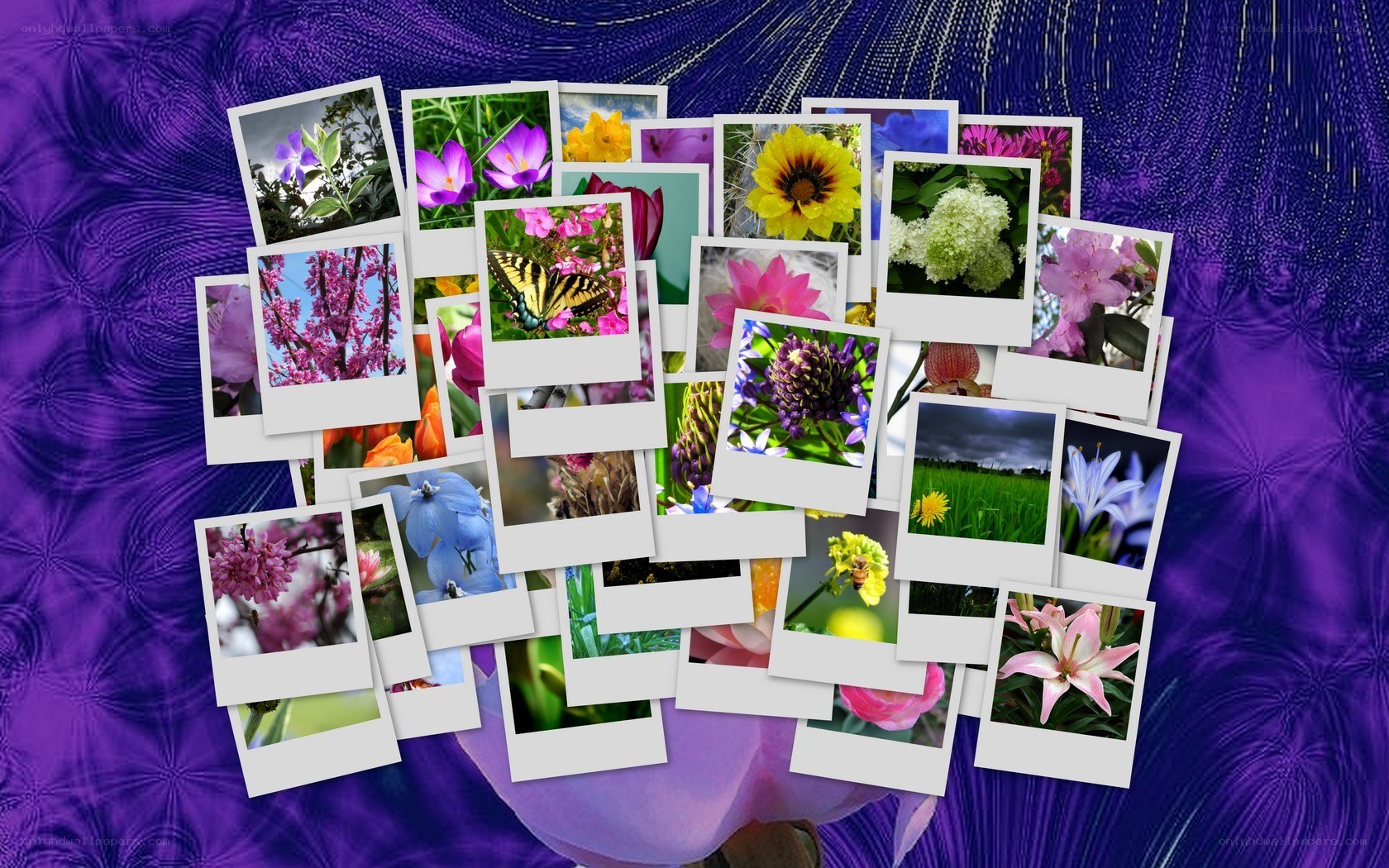 Flower photos collage
