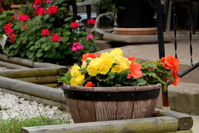 Flower Pot with Begonias